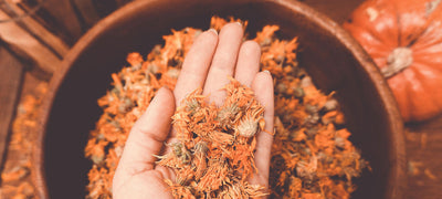 Harnessing the Power of Calendula: From Antioxidants to Anti-Aging