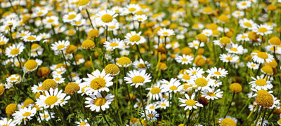 Beyond Sleep: 5 Unexpected Ways Chamomile Enhances Your Health