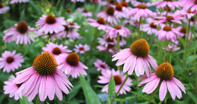 Healing Benefits of Echinacea