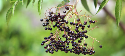 The 5 Big Benefits of Elderberries