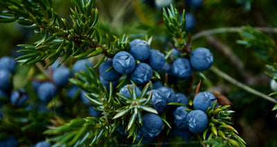 The Top 5 Benefits of Juniper Berries