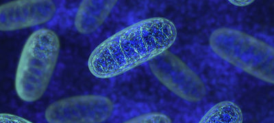 Fueling Your Cells: How Supplements Support Mitochondrial Health