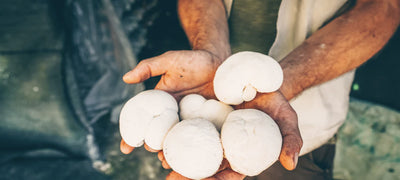 Unlocking the Health Benefits of 5 Popular Mushrooms