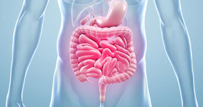 Top 5 Benefits of Probiotcs