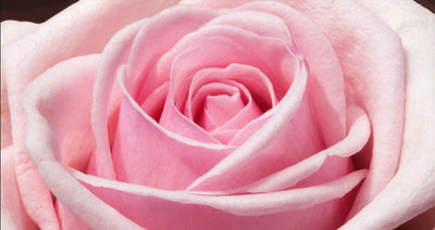 Red Rose Petals: Top 5 Benefits for Your Health and Skin